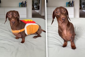 Dackel will sein neues Outfit vorführen: Seine Freude steckt einfach jeden an