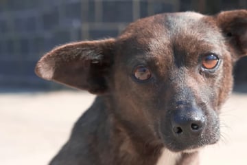Frau will Hund auf Straße helfen: Als sie ihn näher betrachtet, bricht ihr Herz