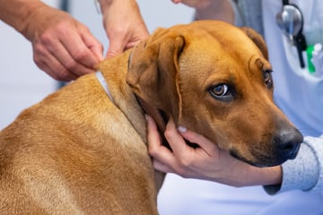 Schon EIN Kaugummi kann tödlich sein: Dieser Zuckerersatz ist lebensgefährlich für Hunde