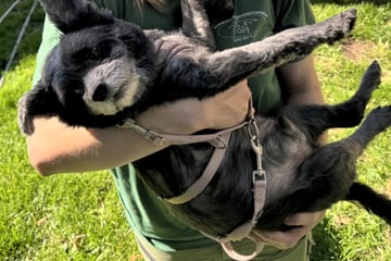 Pöbelnder Teddybär: Mischling mit zwei Gesichtern will nicht im Tierheim alt werden