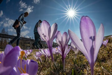 Die ersten "Nackten Jungfern" sind da: Krokusblüte könnte bis Ostern dauern