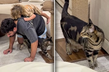 Vater spielt mit seinem Sohn: Was Katze dann tut, bringt Millionen zum Lachen