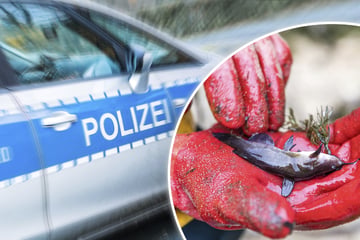 Makabrer Fund bei Kamenz: Hunderte tote Fische auf Feld entdeckt