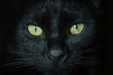 Armer schwarzer Kater? Das bedeutet der Ehrentag der schwarzen Katze