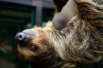 Als Besucher sehen, was Faultier am Bauch trägt, staunen sie nicht schlecht