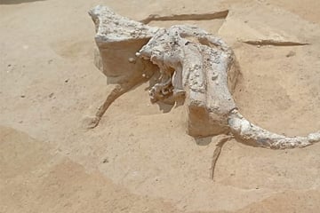 Weitere Mammut-Knochen auf Großbaustelle von Suedlink entdeckt