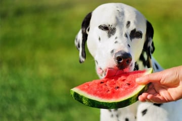 Can dogs eat watermelon? A healthy snack with dangerous pitfalls