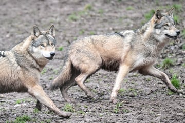 Wölfe: Erste Spuren eines weiblichen Wolfes: Rudelbildung im Südwesten?