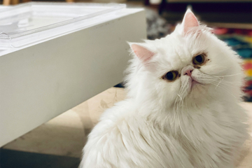 Cutest-ever flat-faced cat breeds: Top 10