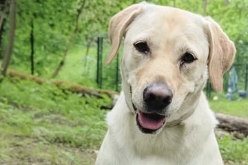 Labrador-Retriever Lotte braucht noch Orientierung: Kommt sie bei Dir zu Ruhe?