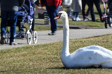 Seuche am Bodensee nachgewiesen: Vogelgrippe breitet sich im Ländle aus