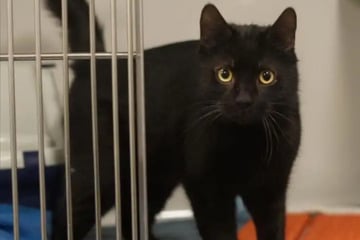 Keiner vermisst diesen Kater: Wer schenkt dem neugierigen Elmo ein neues Zuhause?