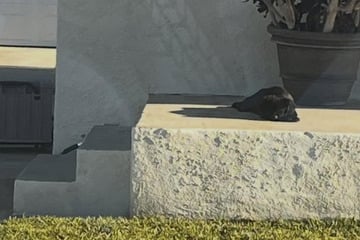 Hündin liegt erschöpft am Straßenrand: Frau bricht das Herz, als sie dem Tier helfen möchte