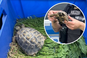 Schildkröte in Polizeigewahrsam: Wer vermisst sein Haustier?