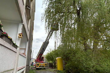 Chemnitz: Feuerwehreinsatz in Chemnitz: Baum droht auf Wohnhaus zu stürzen!