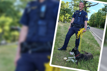 Hund irrt auf Bundesstraße herum: Polizei zückt unwiderstehliches Lockmittel