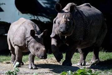 München: Tierpark Hellabrunn trauert um Nashorn Rapti