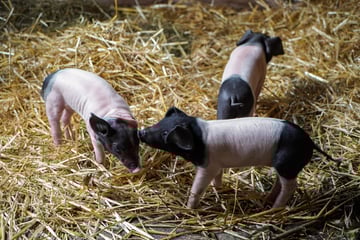 Zehnfache Schweinerei im Kölner Zoo: Was das jetzt für Besucher bedeutet