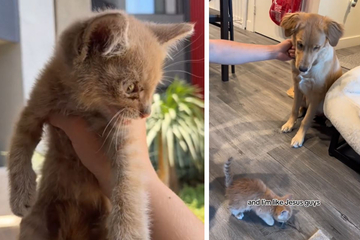 Owners are afraid to let golden retriever meet cat: what happens then shocks them