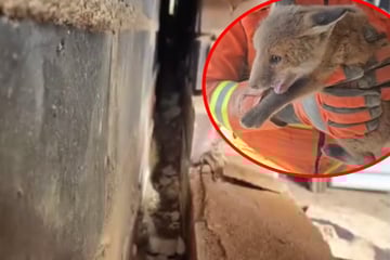 Anwohner hört mysteriöse Geräusche: Was Feuerwehr in der Garagenwand findet, macht baff