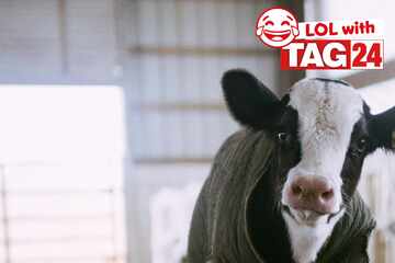 Joke of the Day for May 28, 2025: Animal jokes to get your funny on