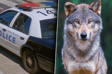 Eltern versuchen Kind aus Maul zu reißen: "Wolf-Hybrid"-Haustier tötet Säugling (3 Monate)