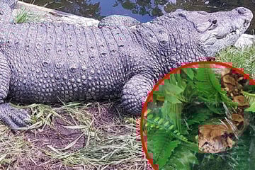 Krokodil sowie Gift- und Würge-Schlangen aus Garten-Siedlung geholt
