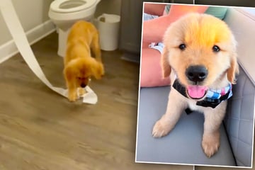 Paar adoptiert den süßesten Welpen: Erst zu Hause erkennen sie die Wahrheit