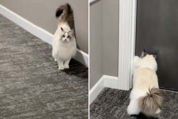 Katze kratzt immer wieder an Haustür des Nachbarn: Der Grund lässt kein Auge trocken