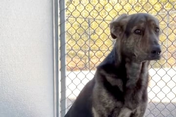 Familie gibt Hund nach zwei Jahren ins Tierheim: Was er dort tut, bricht Pflegern das Herz