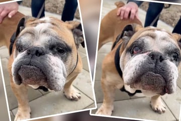 Traurige Bulldogge will Tierheim endlich verlassen: Dieses Merkmal hebt Max von anderen ab