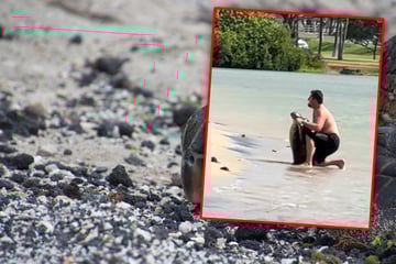 Aufnahme sorgt für Empörung: Mann posiert am Strand mit toter Meeresschildkröte