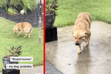 Dog runs into the rain in TikTok prank and her reaction amuses millions
