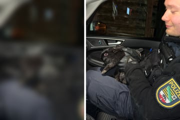 Gerade noch gebremst! Polizisten retten süßes Kaninchen vor Unfalltod