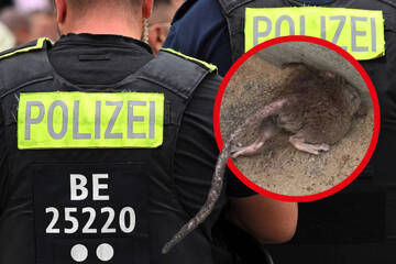 Polizei Berlin kümmert sich um Ratten-Problem