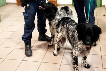 Frei laufende Hunde entdeckt: Wer kann Hinweise geben?
