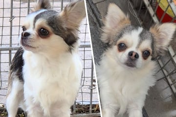 Junghund passte nicht mehr ins Leben und musste gehen: Gibt es für Simba noch eine zweite Chance?