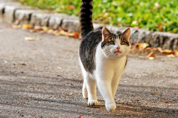 Katzen-Ausgangsverbot: Stadt verhängt erstes Zwangsgeld