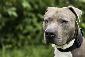Herbert liebt Menschen, aber keiner nimmt ihn auf: Wer gibt dem Hund eine Chance?