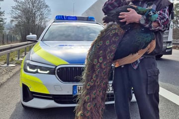 Autobahn-Chaos wegen Luxus-Vogel: Plötzlich stolziert er über die Fahrbahn
