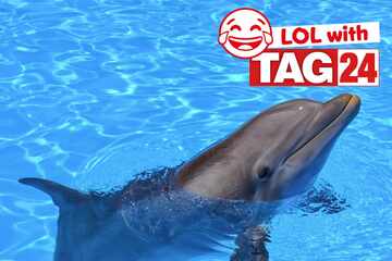 Joke of the Day for August 26, 2025: A swimming silly!