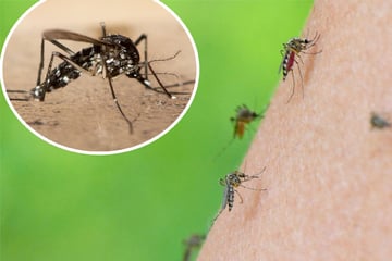 Tropenvirus im Elsass: Wie groß ist die Gefahr in Baden-Württemberg?