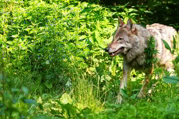 Zum Abschuss freigegeben: Landkreis beschließt, Wolf zu töten