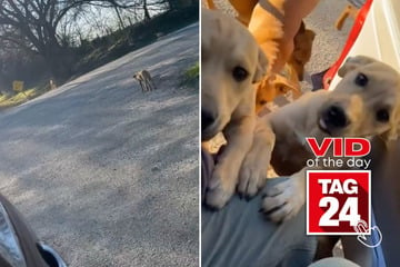 viral videos: Viral Video of the Day for January 1, 2025: Girl in shock as dozens of abandoned dogs emerge from woods