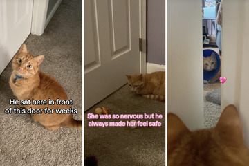 Cats' heart-melting love story goes viral on TikTok!