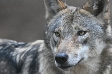 Wölfe: Wölfe in Hessen wieder dauerhaft angesiedelt: An diesen Orten leben sie