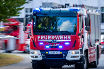 Grausame Tat in Brandenburg: Familie bekommt abgetrennten Schweinekopf auf den Zaun gelegt