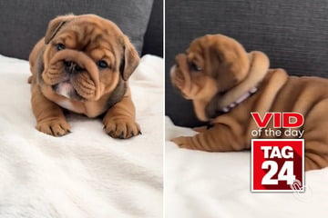 viral videos: Viral Video of the Day for February 11, 2025: Squishy pup can't help growling fit: "feisty potato"