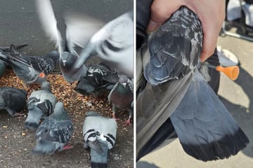 Berlin: Taube am Bahnhof brutal angeschossen: PETA setzt Belohnung für Hinweise aus
