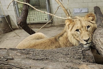 Umzug aus Leipziger Zoo: Löwe Bahati bald in Thüringer Tierpark